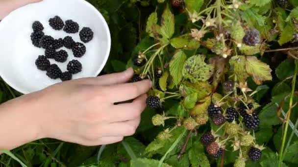 Žena timbleberry berry — Stock video