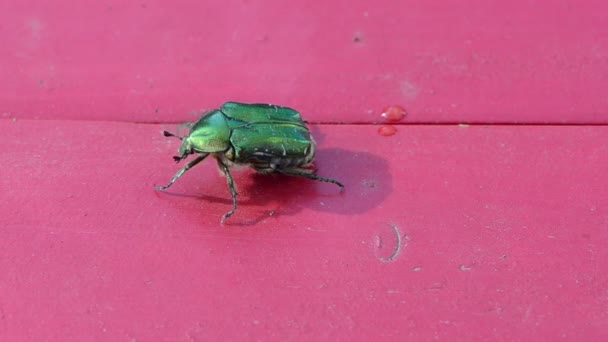 Rosa chafer insecto verde — Vídeos de Stock