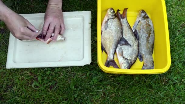 Hände, die frischen Fisch salzen — Stockvideo