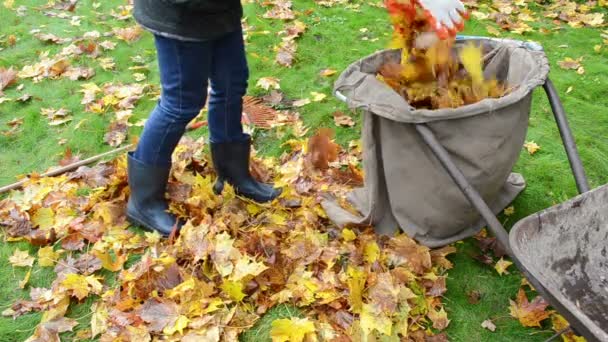 Жінка завантажує колюче листя — стокове відео