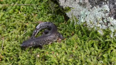 Newt triton eft yürüyüş moss