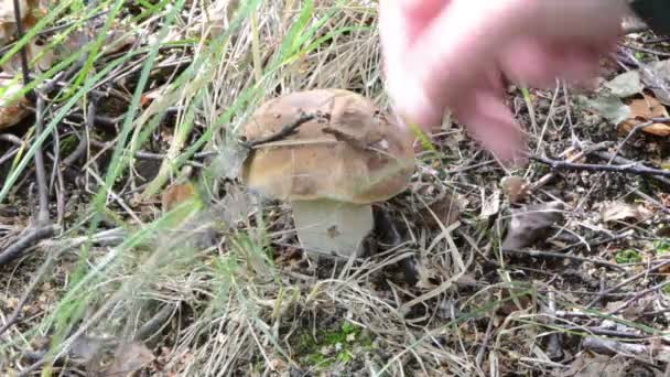 Cep boletus mantar pick — Stok video