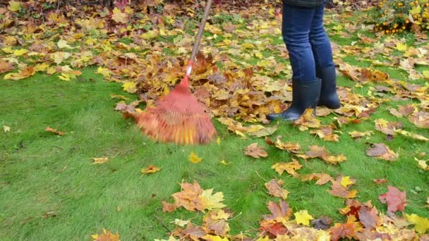 Vrouw rubber laarzen spijkerbroek hark kleurrijke herfst boom esdoornblad — Stockvideo