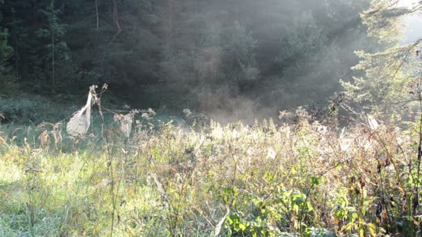 Niebla de tela de araña pradera — Vídeo de stock