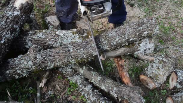 Υποκατάστημα δέντρο κοπεί Αλυσοπρίονο — Αρχείο Βίντεο