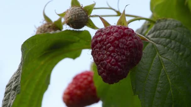 Raspberry close-up gezonde — Stockvideo