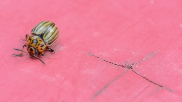 Macro aardappel beetle bug streek lopen rode houten achtergrond — Stockvideo