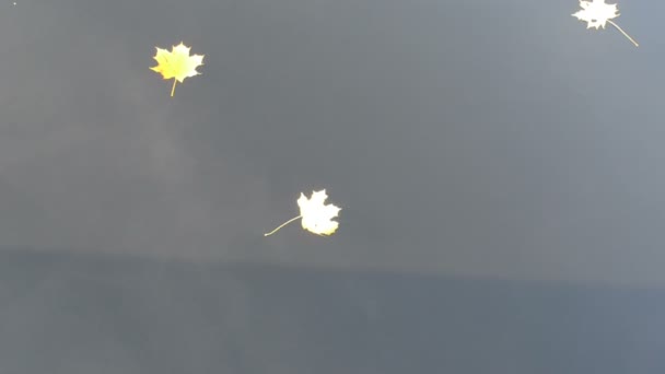 Ripple lake pond water colorful yellow maple tree leaves float — Stock Video