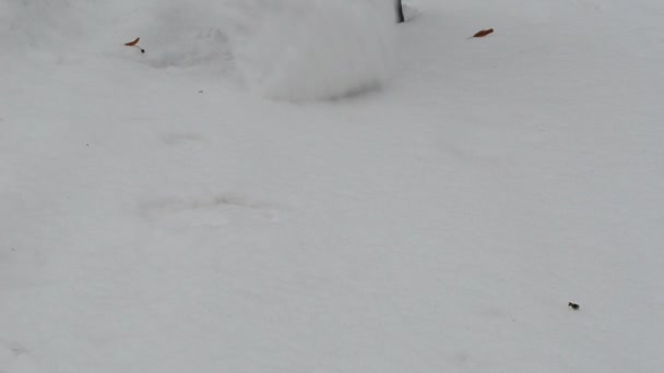 femme rouleau boule de neige boule de neige faire bonhomme de neige parc d'hiver 