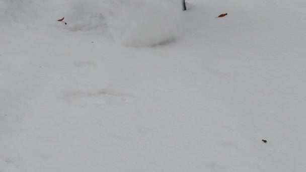 Mujer rollo bola de nieve bola de nieve hacer snowman invierno parque — Vídeos de Stock