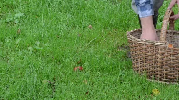 Hand nemen oranje rode dop paddestoelen rieten mand gras — Stockvideo