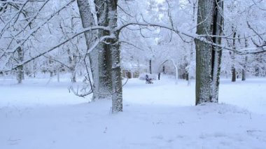 ağaçları yoğun kar tabakası winter park walk