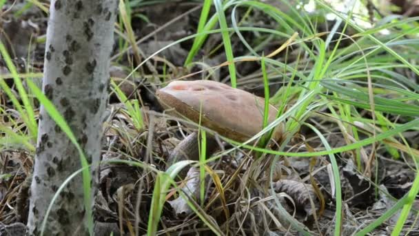 Macro chapeau rouge champignon arbre homme bottes en caoutchouc cueillette à la main recueillir — Video