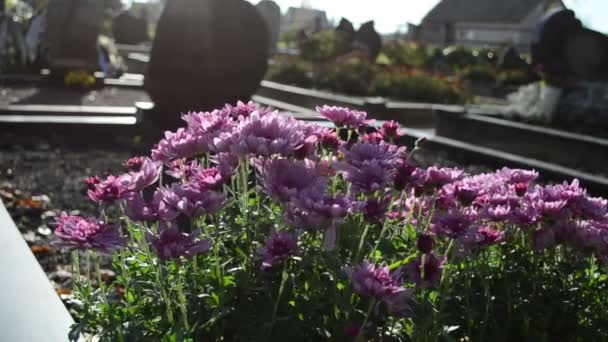 Krysantemum höst blommor kyrkogården kyrkogård allvarliga monument — Stockvideo