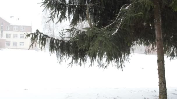 Abeto árbol de navidad rama ciudad tormenta de nieve fuerte viento — Vídeos de Stock