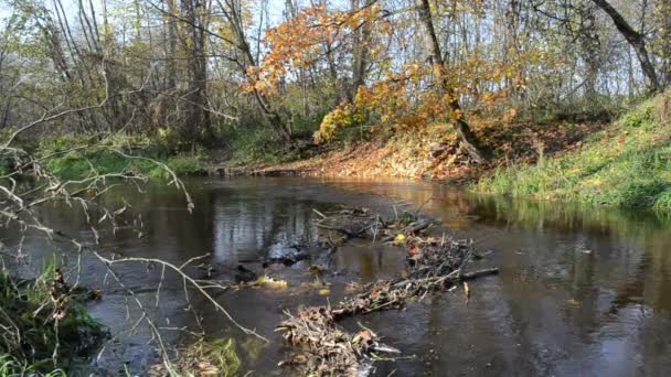 Park floden vattenflödet nära hösten brutna träd blad falla shore — Stockvideo