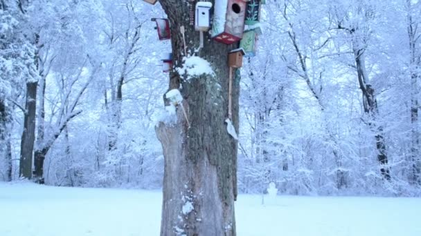 Kleurrijke vogel huizen overdekte sneeuw hang dode boom kofferbak winter — Stockvideo