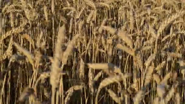 Closeup ripe agriculture wheat ear field move wind autumn — Stock Video