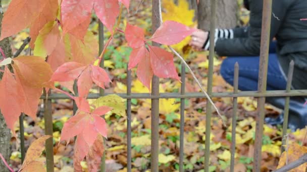 Rozmycie dziewczyna zebrać autumn klonowe listowie retro zardzewiały ogrodzenie ogrodu — Wideo stockowe
