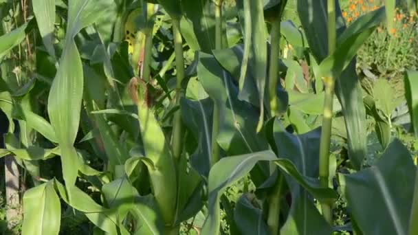 Corn ear spadix and sunflower closeup rural garden — Stock Video