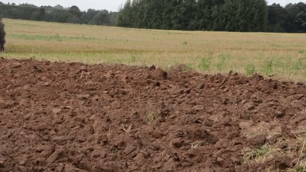 Closeup trekker wiel plough ploeg werk landbouw veld bodem — Stockvideo