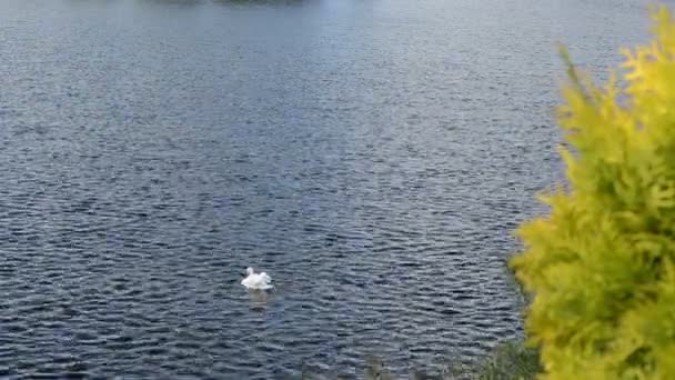 White swan bird swim ripple dark lake water — Stock Video