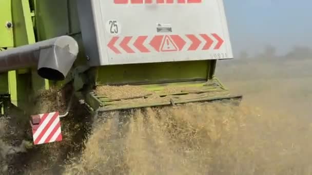 Procházka closeup kombinovat sklizeň pšenice zemědělství pole — Stock video