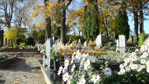 Marguerite bloem groeien graf kerkhof herfst boom tak verplaatsen — Stockvideo