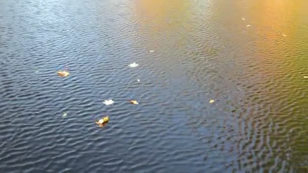 Färgglad höst löv höst rippel sjövatten — Stockvideo