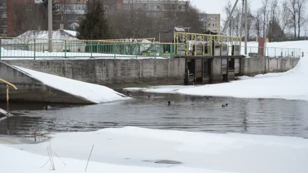 Patos aves natación viejo río presa invierno nieve frío agua — Vídeo de stock