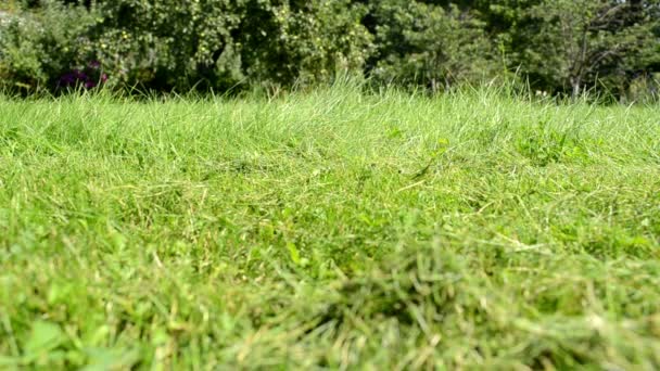 Prairie herbe gros plan tondeuse à gazon travailleur passe — Video