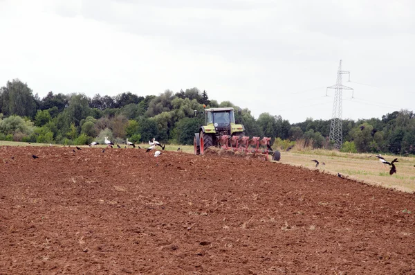 Trattore lavoro agricoltura campo autunno cicogne uccello — Foto Stock