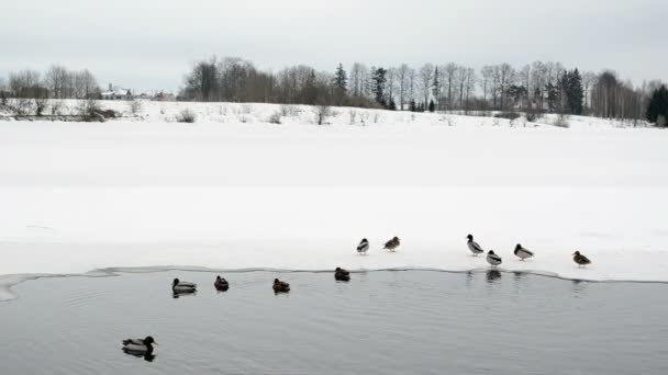 Lago parcialmente congelado agua patos aves nadar caminar hielo frío invierno — Vídeos de Stock