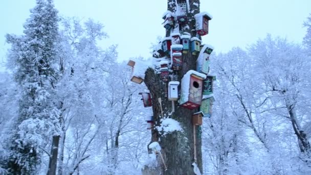 Colorato uccello case neve albero morto tronco parco inverno — Video Stock