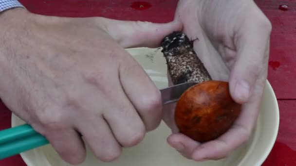 Coltello per funghi con tappo arancione pulito sulle mani sul tavolo di legno — Video Stock