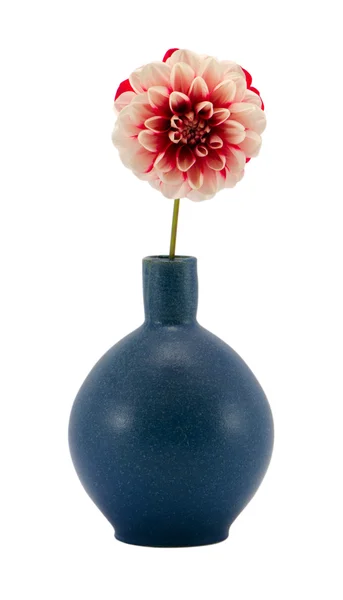 Fiore rosa dalia fiore retrò vaso blu isolato — Foto Stock