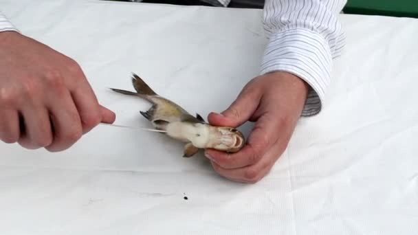 Mão de pescador com camisa branca cortar intestino bream peixe no branco — Vídeo de Stock
