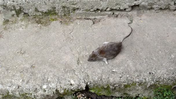 Žena ruku se mrtvý krysu, která leží na betonový sklep schodiště — Stock video