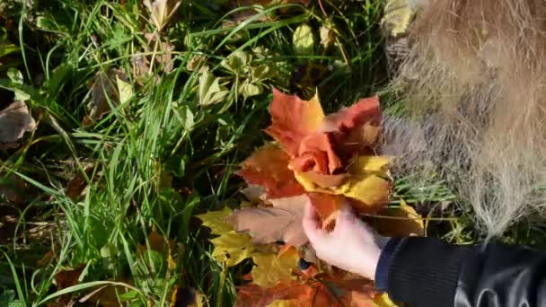 Hands make decorative flower colorful autumn maple tree leaf — Stock Video
