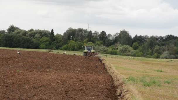 Agricultural tractor plow field bird stork — Stock Video