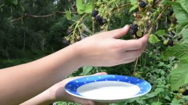 kadın el olgun siyah dut bitki bush çanak al
