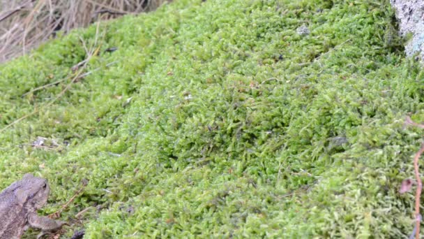 Sapo charlatán anfibia animal arrastre enjambre musgo — Vídeo de stock