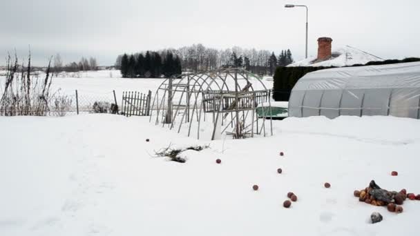 Hemlagad trä diy växthusgaser snö ruttna äpplen vinterträdgård — Stockvideo