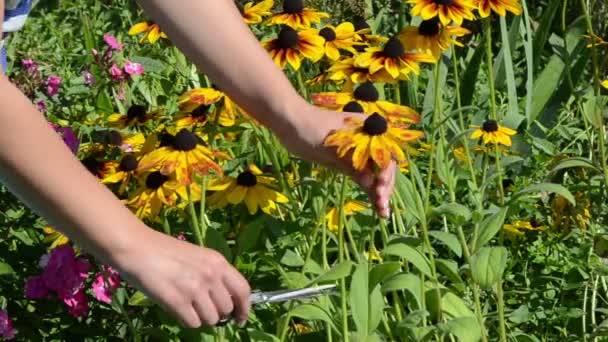 Woman hands cut pick rudbeckia flowers scissors clipper garden — Stock Video