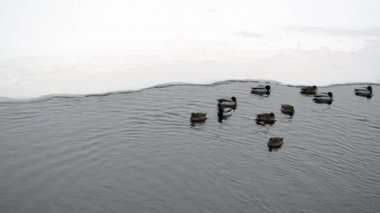 kısmen donmuş nehir Gölü su ördekler kuşlar yüzmek buz soğuk kış