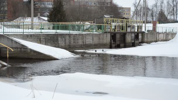 Ducks birds swimming old river dam winter — Stock Video