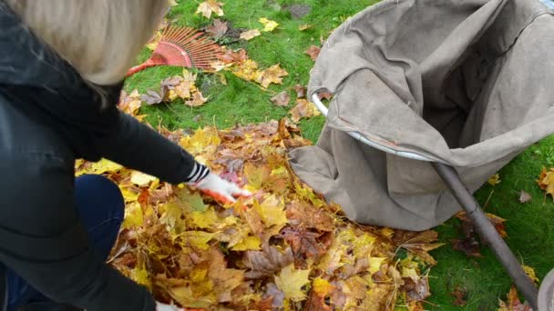 Primo piano donna mani guanti carico albero foglie borsa. autunno opere — Video Stock