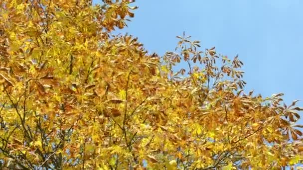 Conker träd gren gula höstlöv flytta vind blå himmel — Stockvideo