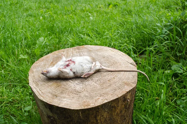 Rato morto ferida sangrenta dente mentira árvore toco grama — Fotografia de Stock