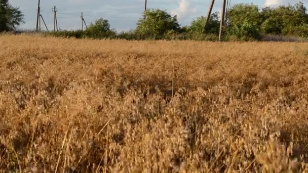 成熟农业燕麦字段在秋天在风中移动 — 图库视频影像